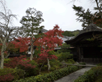 寺の建造物と紅葉